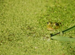 Fonds d'cran Animaux Image sans titre N258227