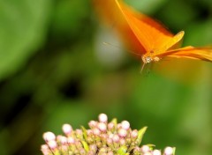 Fonds d'cran Animaux Image sans titre N258229