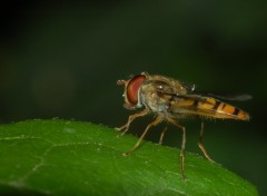 Fonds d'cran Animaux Image sans titre N258233