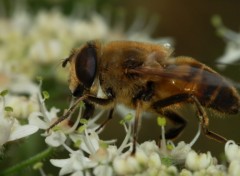 Fonds d'cran Animaux Image sans titre N258234