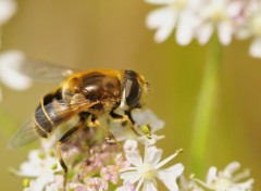 Fonds d'cran Animaux Image sans titre N258235