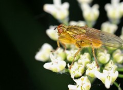 Fonds d'cran Animaux Image sans titre N258237