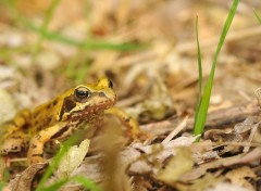 Fonds d'cran Animaux Image sans titre N258239