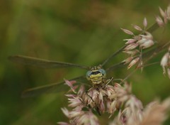 Fonds d'cran Animaux Image sans titre N258245