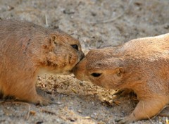 Fonds d'cran Animaux Image sans titre N258263