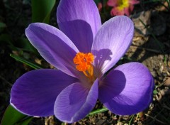 Fonds d'cran Nature Crocus