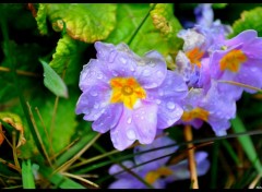 Fonds d'cran Art - Numrique nature fleurs