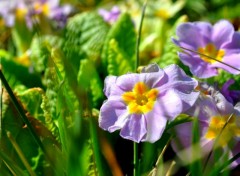 Fonds d'cran Art - Numrique nature fleurs