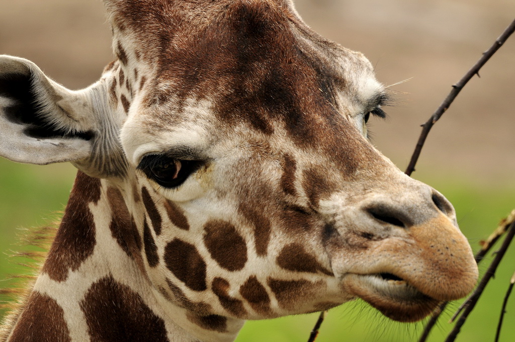 Fonds d'cran Animaux Girafes 