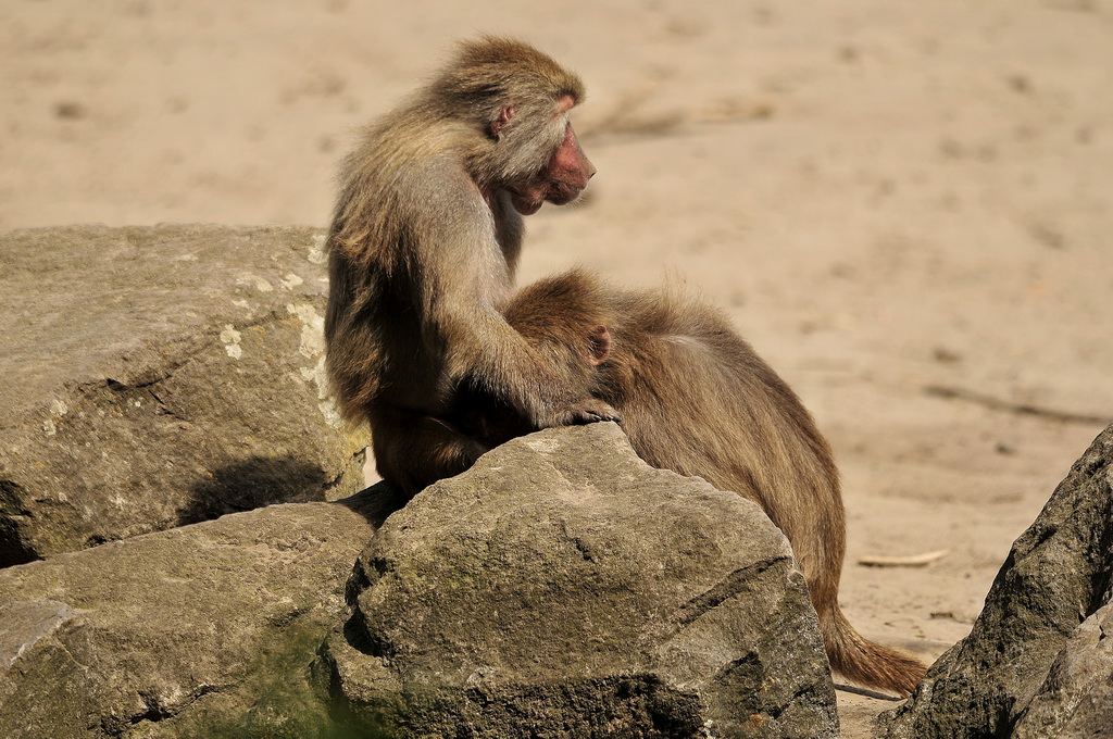 Wallpapers Animals Monkeys 