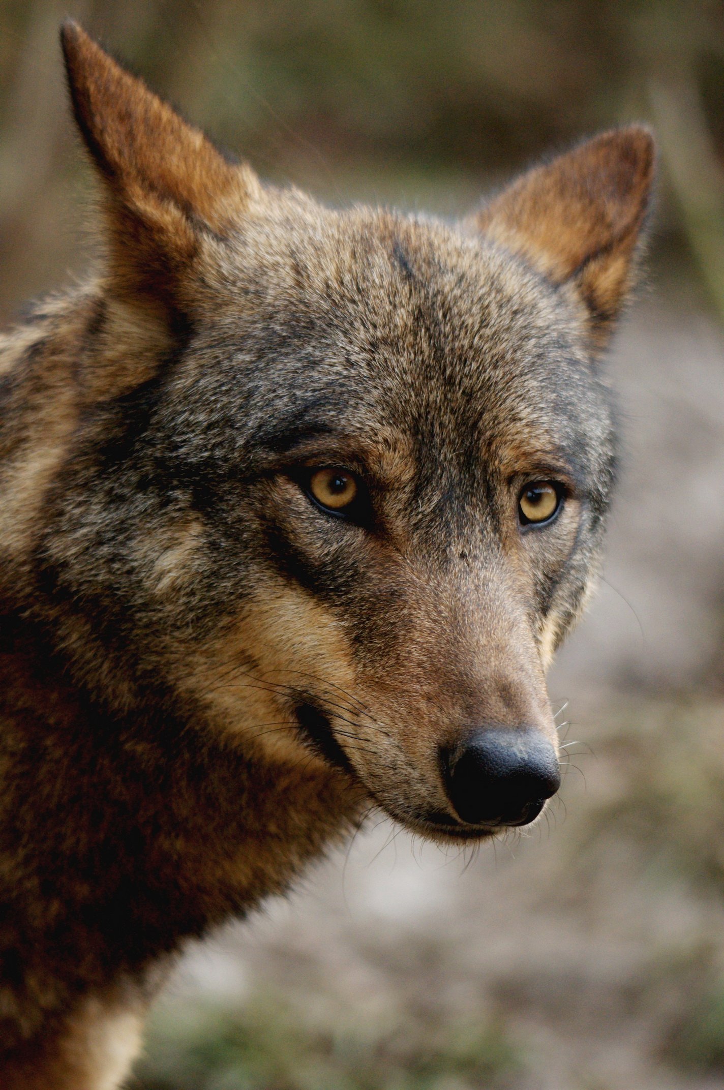 Fonds d'cran Animaux Loups 