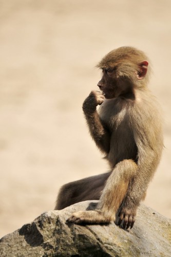 Wallpapers Animals Monkeys Wallpaper N258463