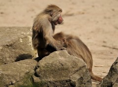 Fonds d'cran Animaux Image sans titre N258461