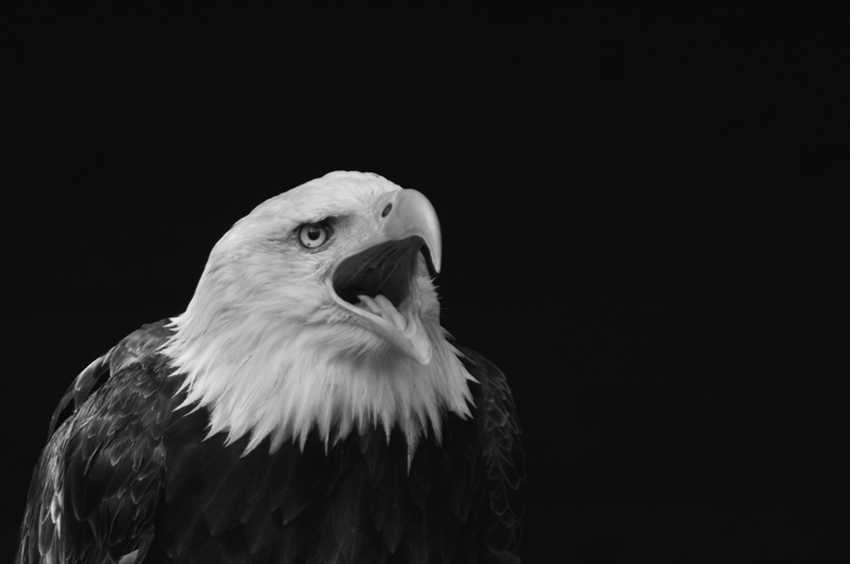 Wallpapers Animals Birds - Eagles 