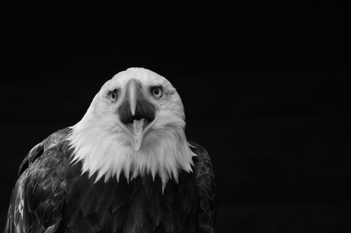 Wallpapers Animals Birds - Eagles 