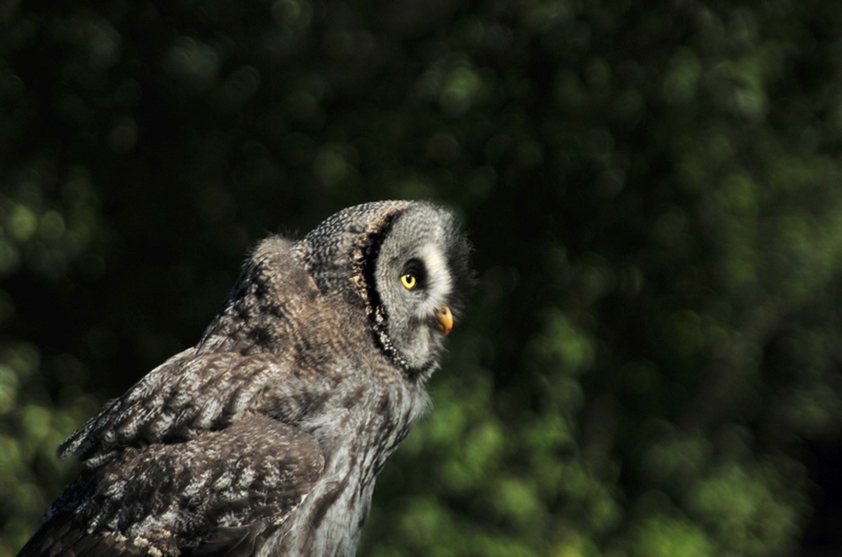 Fonds d'cran Animaux Oiseaux - Hiboux et Chouettes 