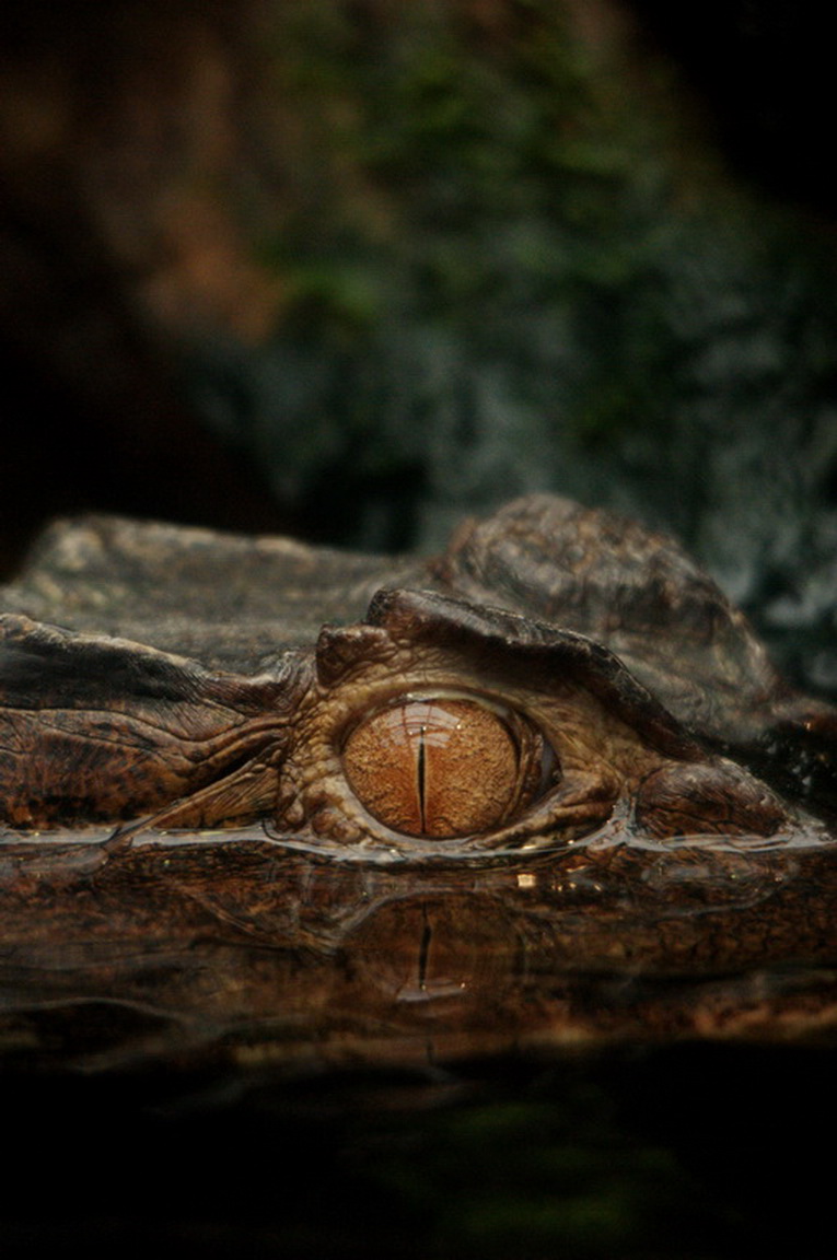 Wallpapers Animals Crocodile - Alligator - Caiman 