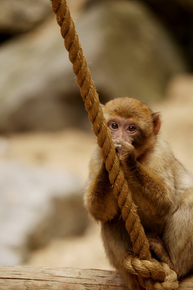 Wallpapers Animals Monkeys 