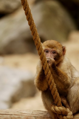 Wallpapers Animals Monkeys Wallpaper N258621