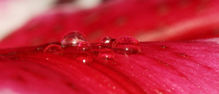 Wallpapers Nature Water - Drops Wallpaper N258622