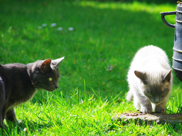 Fonds d'cran Animaux Chats - Chatons Rencontre