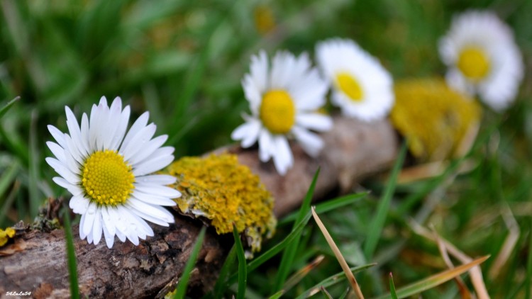 Fonds d'cran Art - Numrique Nature - Fleurs FLEURS MARGUERITES