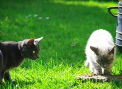 Fonds d'cran Animaux Rencontre