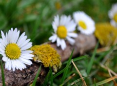 Fonds d'cran Art - Numrique FLEURS MARGUERITES