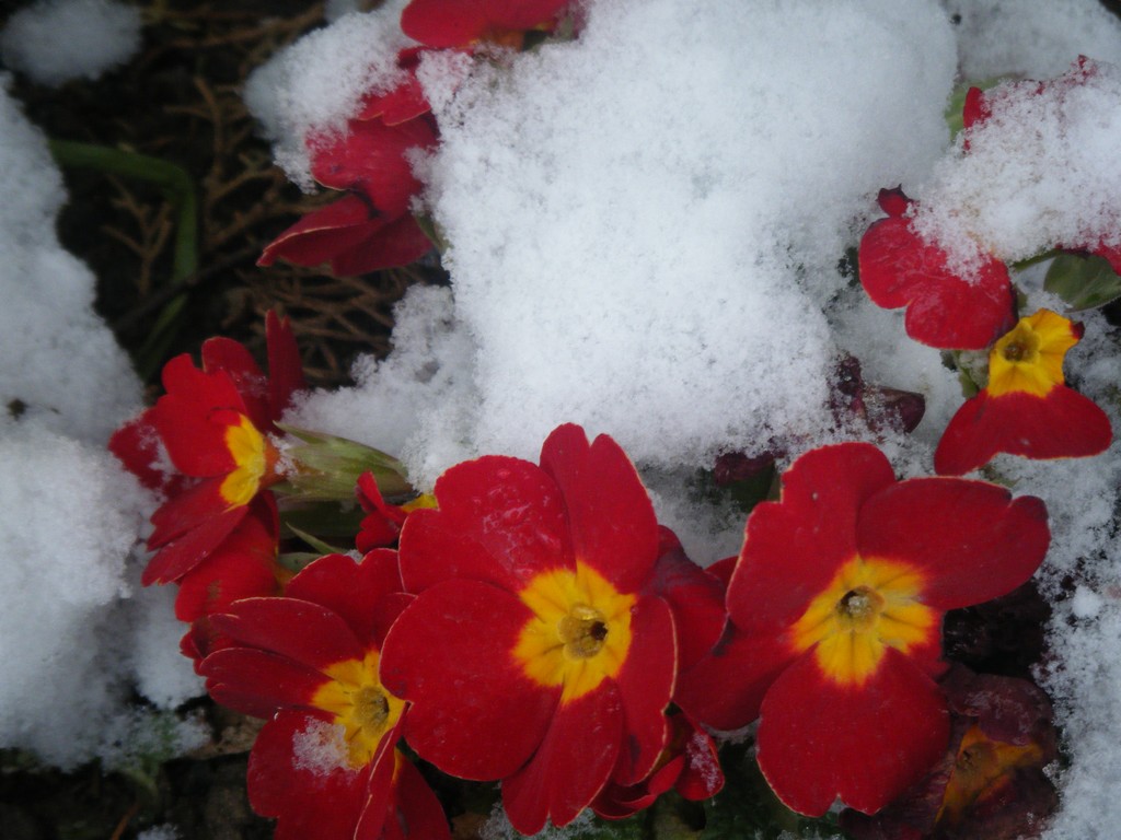 Wallpapers Nature Flowers Primevre rouge