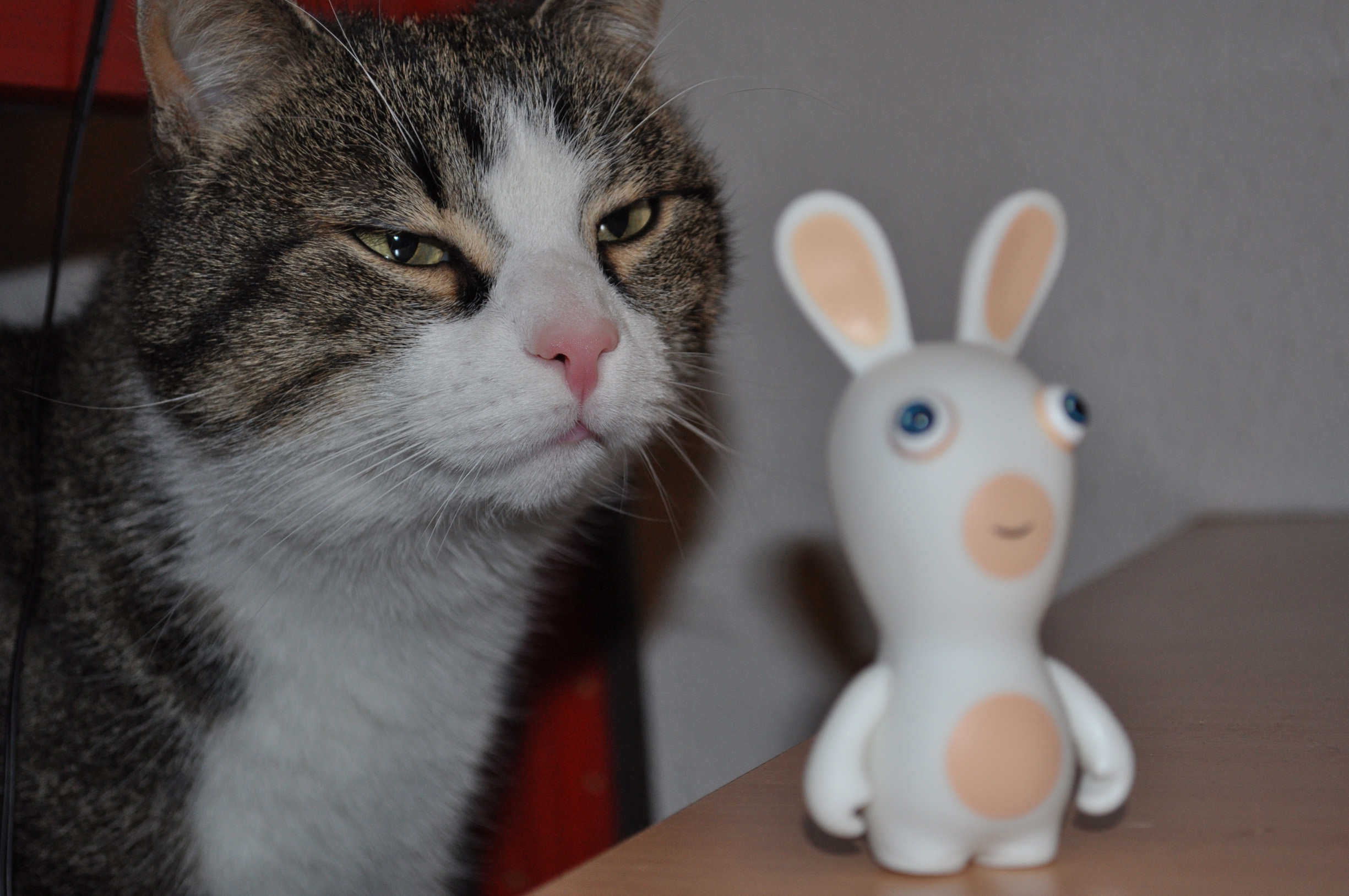 Fonds d'cran Animaux Chats - Chatons butters et le lapin crtin