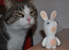 Fonds d'cran Animaux butters et le lapin crtin