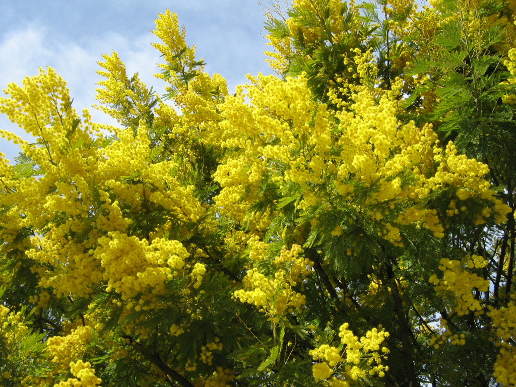 Fonds d'cran Nature Fleurs 