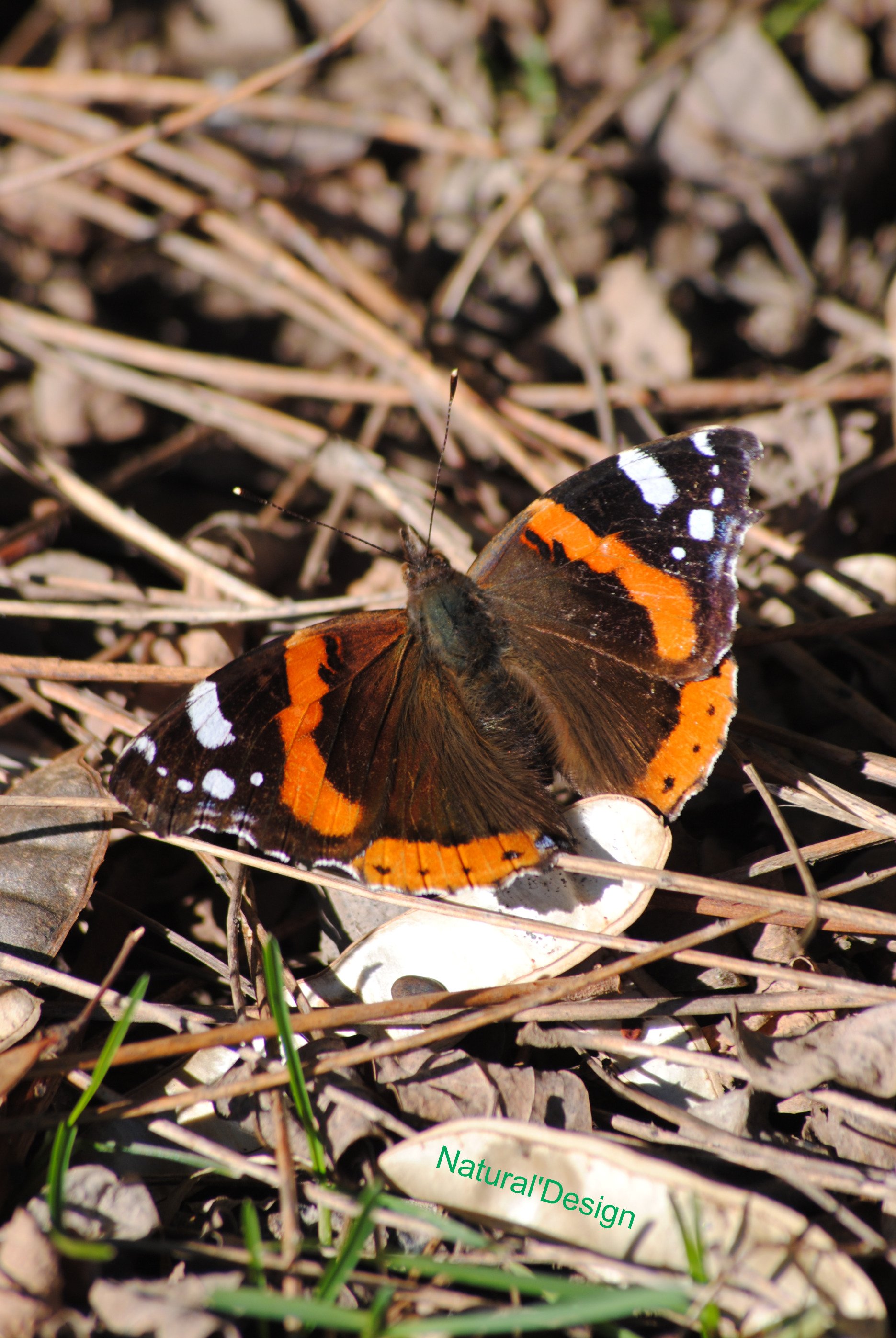 Wallpapers Animals Insects - Butterflies le premier papillon de la saison