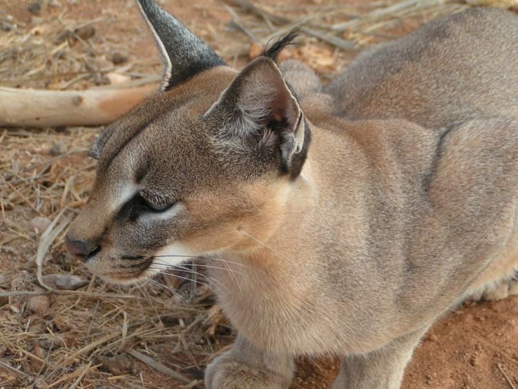 Wallpapers Animals Felines - Miscellaneous caracal