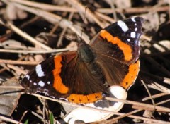 Fonds d'cran Animaux le premier papillon de la saison