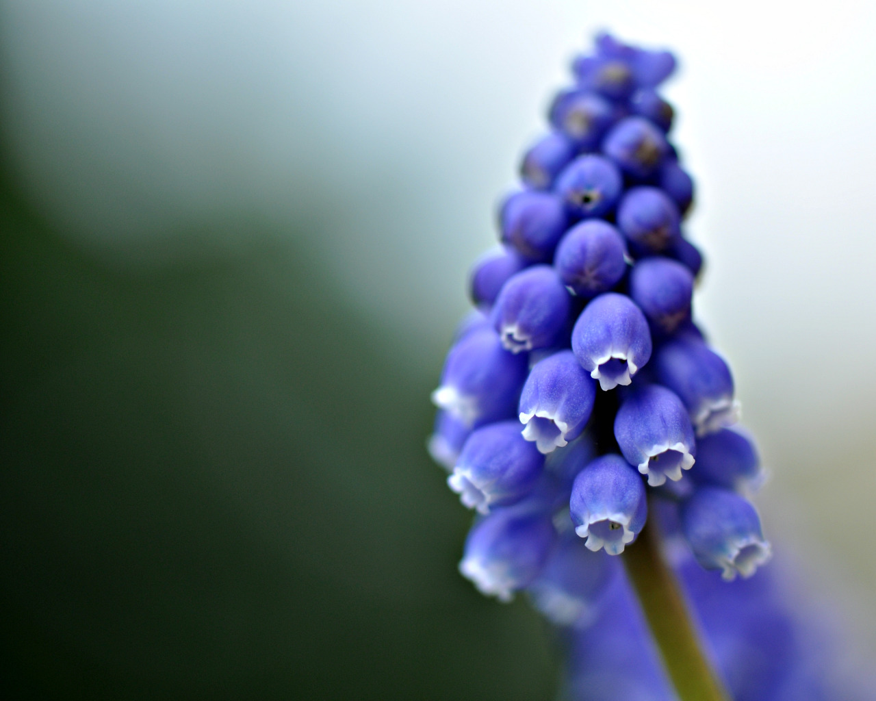 Fonds d'cran Nature Fleurs muscaris