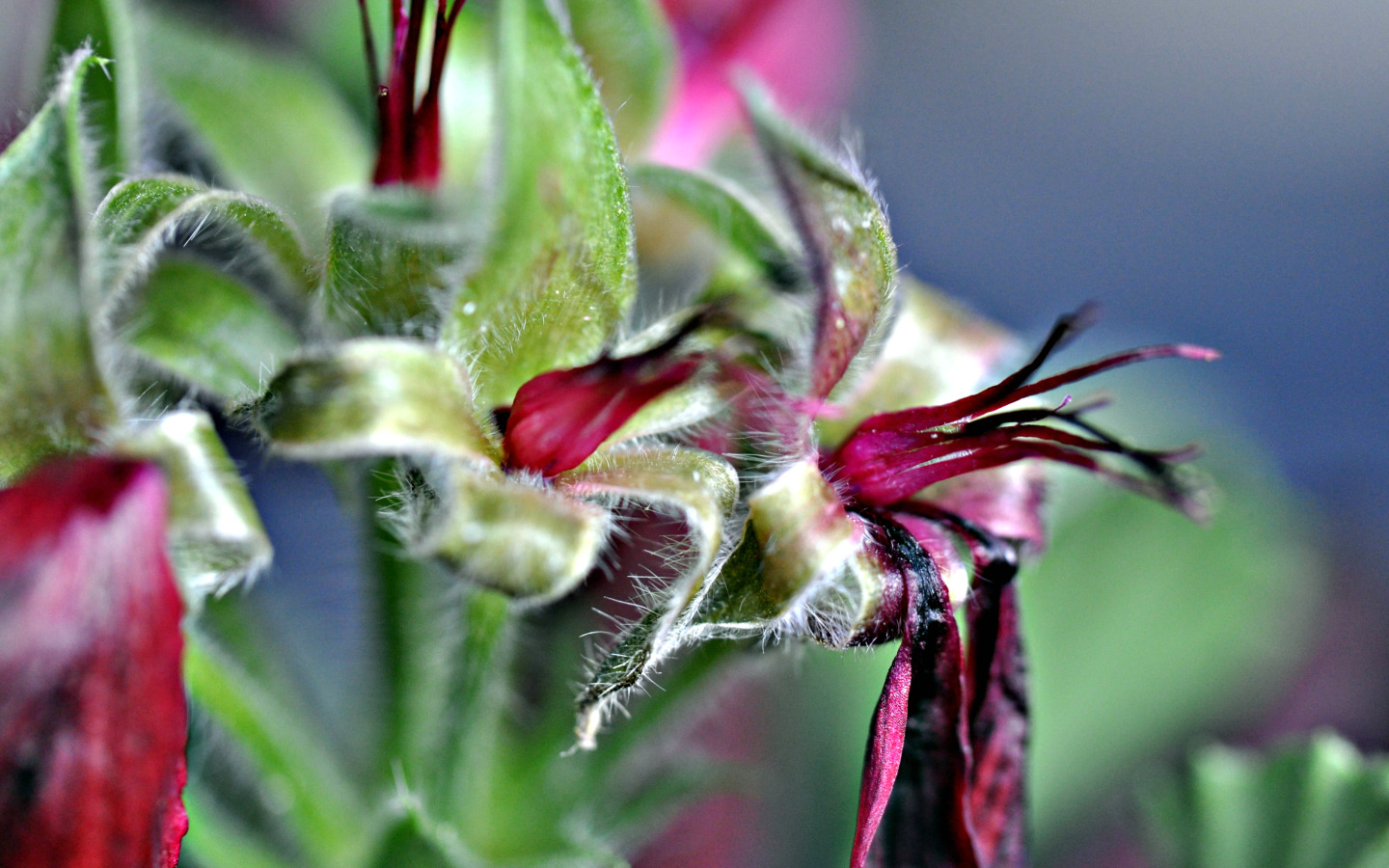 Fonds d'cran Nature Fleurs pistil de plargonium