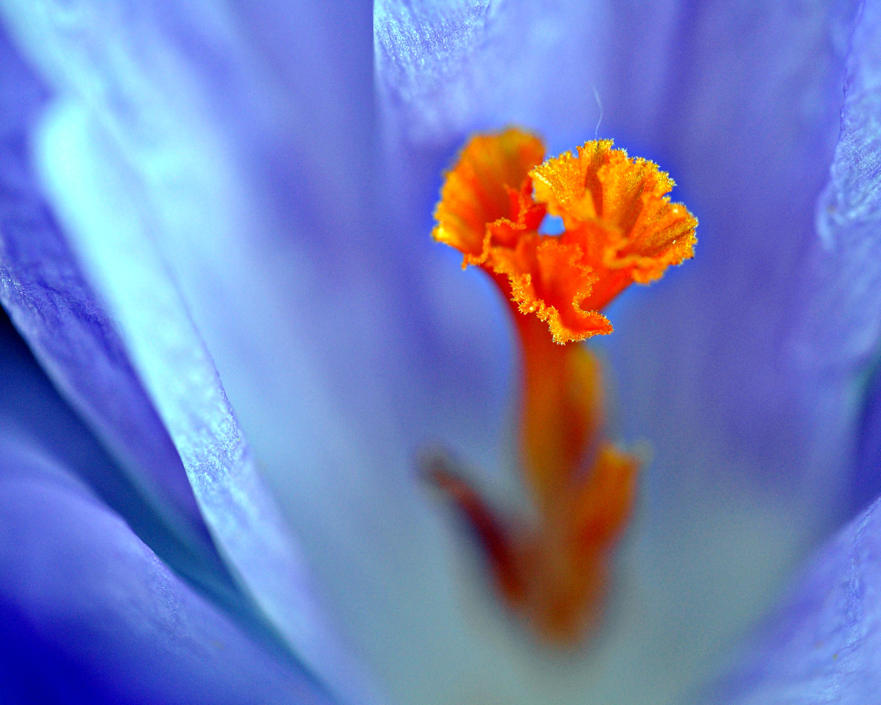 Wallpapers Nature Flowers pistil de crocus