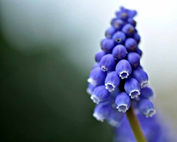 Fonds d'cran Nature Fleurs muscaris