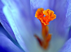 Wallpapers Nature pistil de crocus