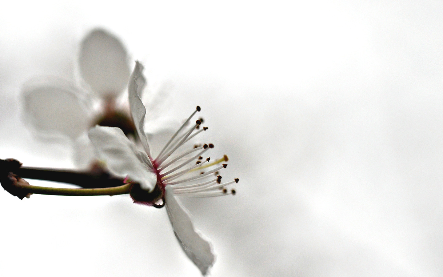 Wallpapers Nature Flowers une fleur de prunier