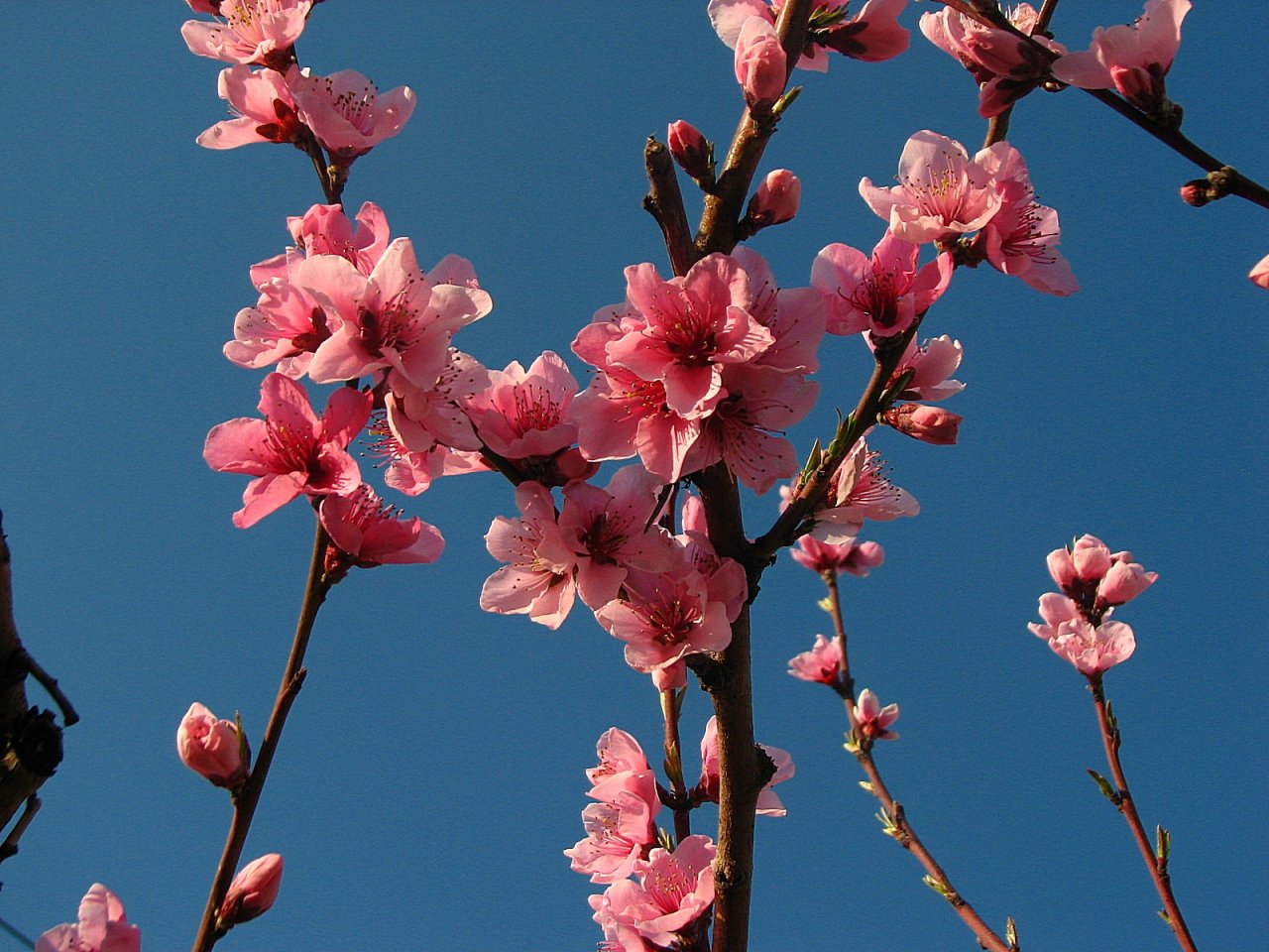 Fonds d'cran Nature Fleurs Une jolie voute de fleurs de pcher