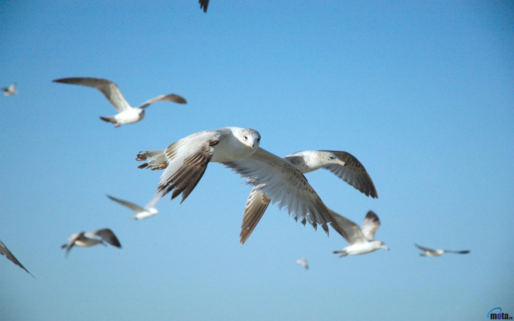 Fonds d'cran Animaux Oiseaux - Divers 