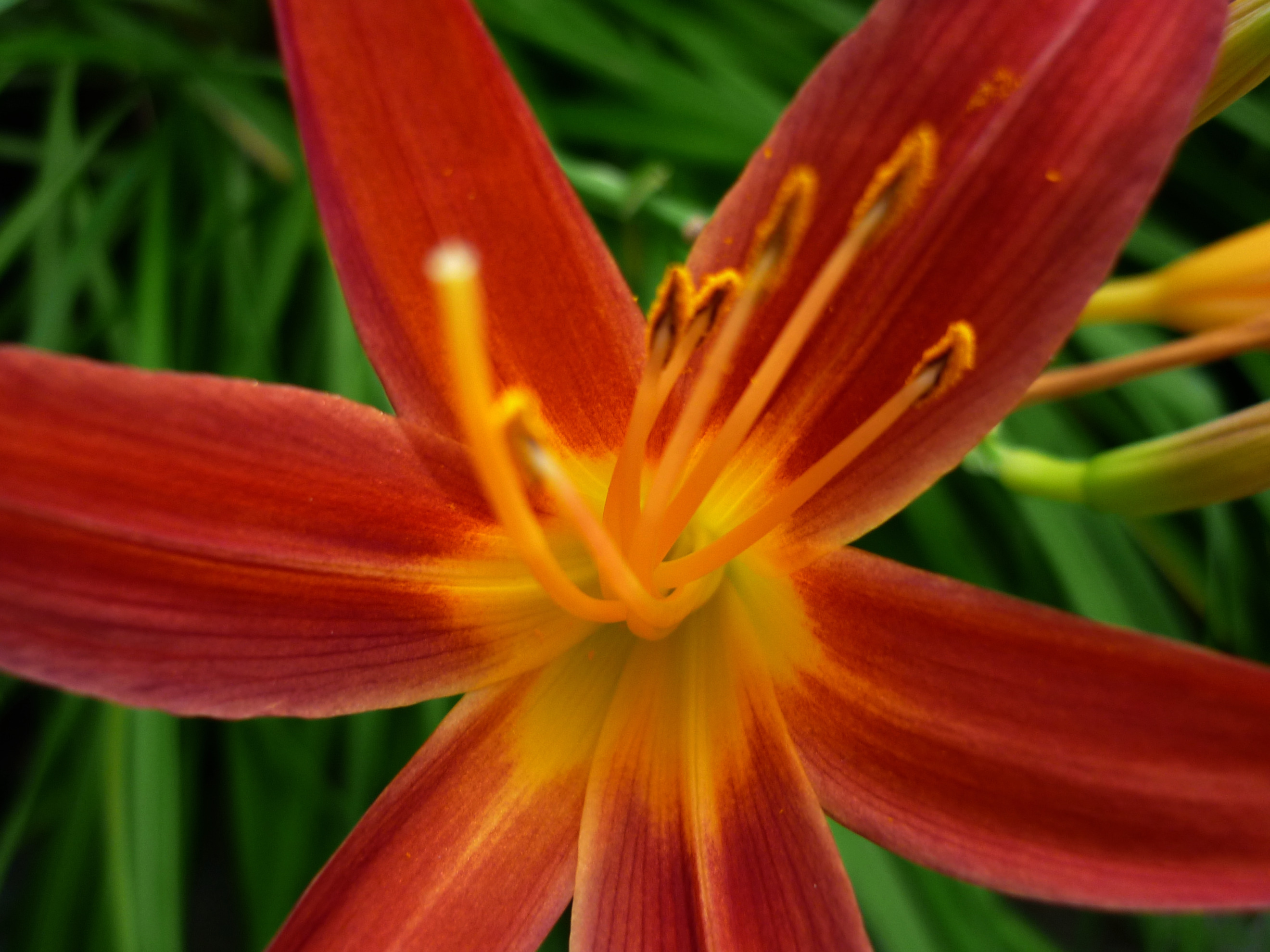 Fonds d'cran Nature Fleurs 