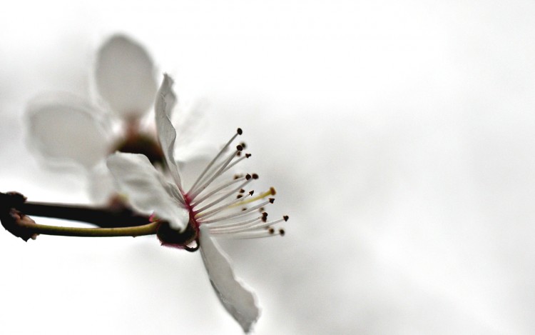 Wallpapers Nature Flowers une fleur de prunier