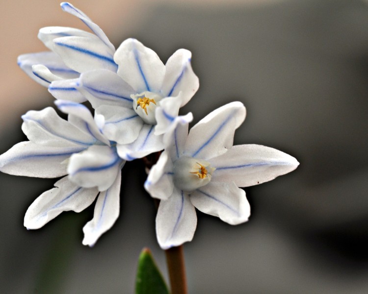 Fonds d'cran Nature Fleurs babiana