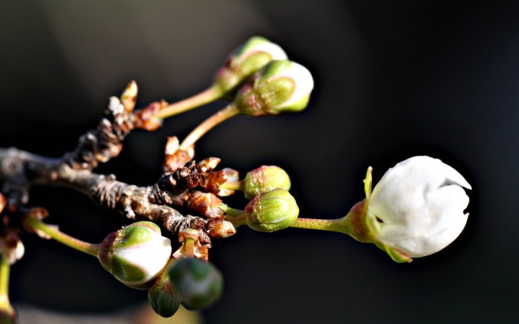 Fonds d'cran Nature Fleurs bourgeons de fleurs de prunier