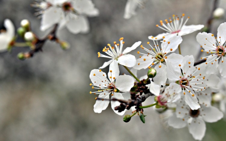 Wallpapers Nature Flowers fleurs de prunier