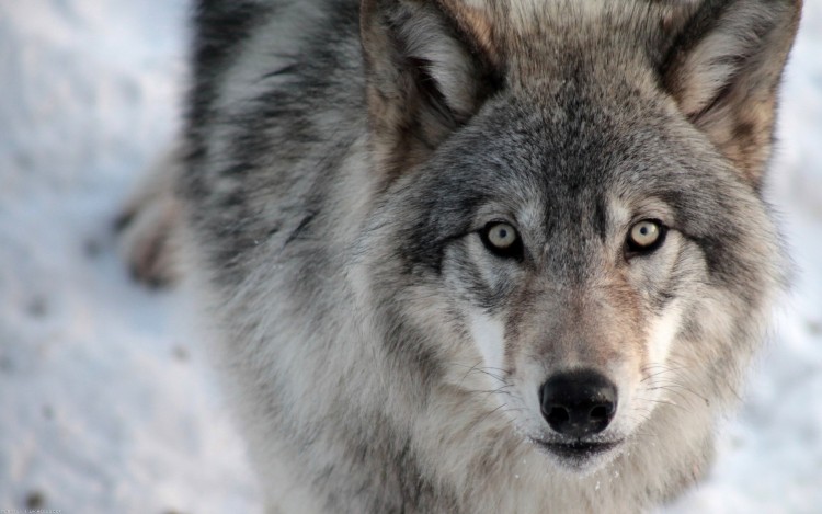 Fonds d'cran Animaux Loups Regard