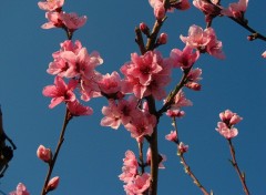 Fonds d'cran Nature Une jolie voute de fleurs de pcher